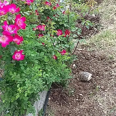 Antonia's New House Amazing Garden Near Sea 10ppl Βίλα Paliouras